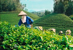 Dây chuyền sản xuất trà xanh:  Từ trà Thái Nguyên đến trà xanh Không Độ