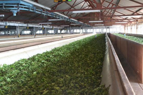 Công nghệ sản xuất trà xanh
