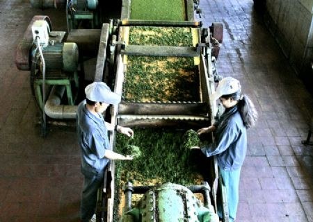 Công nghệ sản xuất trà xanh