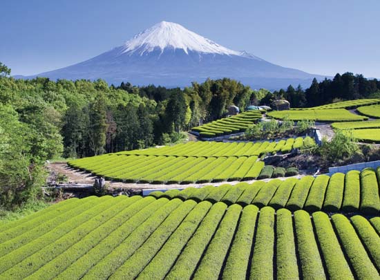 Kỹ thuật sản xuất trà xanh tại Nhật Bản